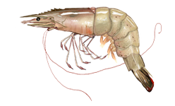 White shrimp  Litopenaeus setiferus