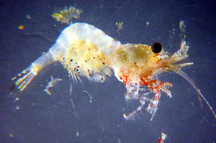 Zooplankton Shrimp with eggs