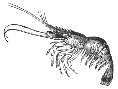 shrimp 1 BW