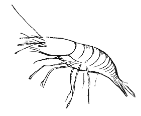 shrimp lineart