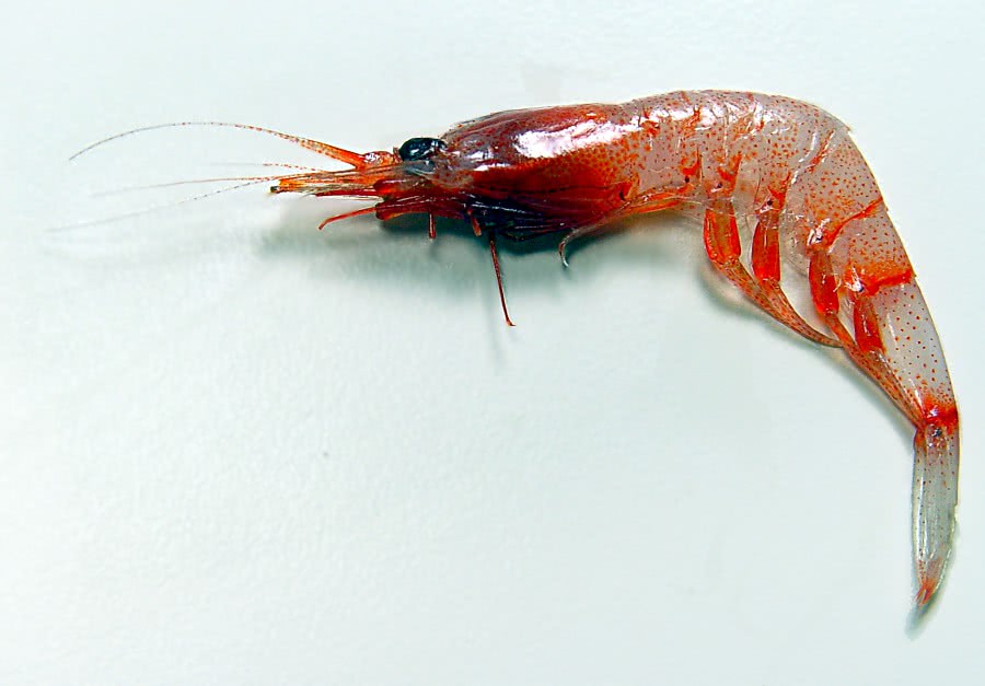 shrimp prawn