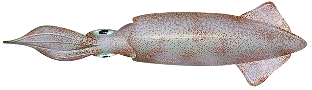 California Market squid  Doryteuthis opalescens