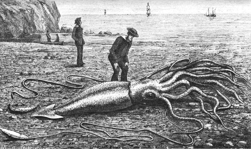 Giant squid Catalina Beach 1877