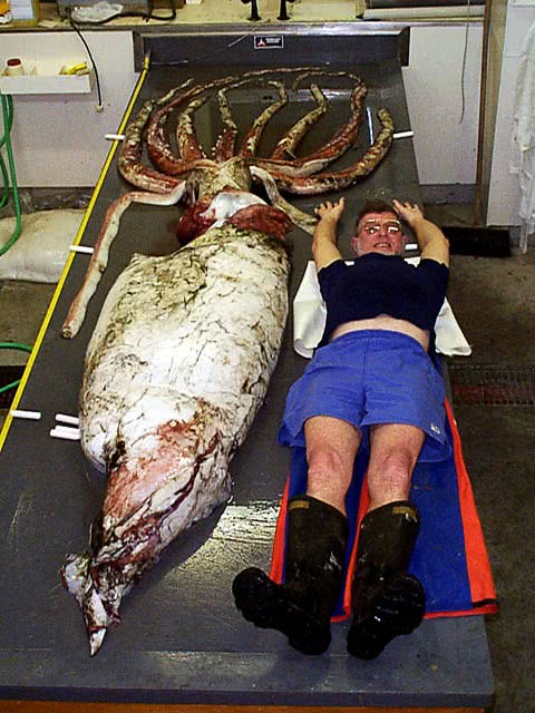 Giant squid with man