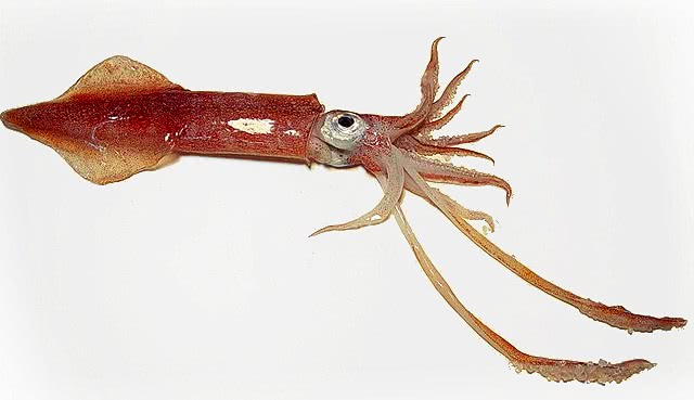 Longfin squid