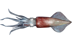 Longfin squid  Doryteuthis pealcii
