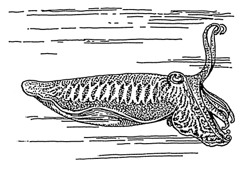 Cuttlefish lineart