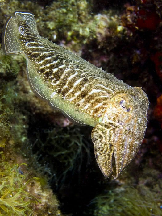 Cuttlefish photo 2