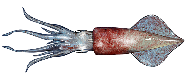 longfin squid 2