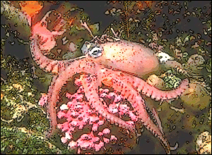 Octopus photo