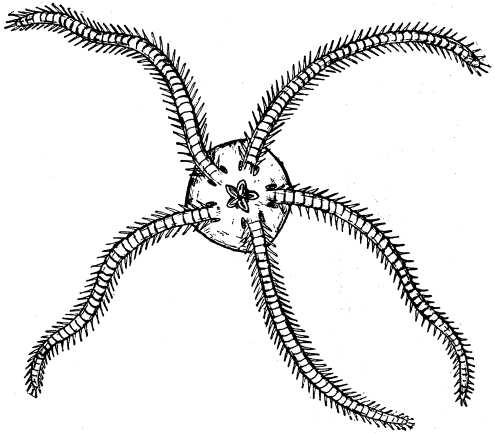 Brittle-Star  Ophiopteris antipodum