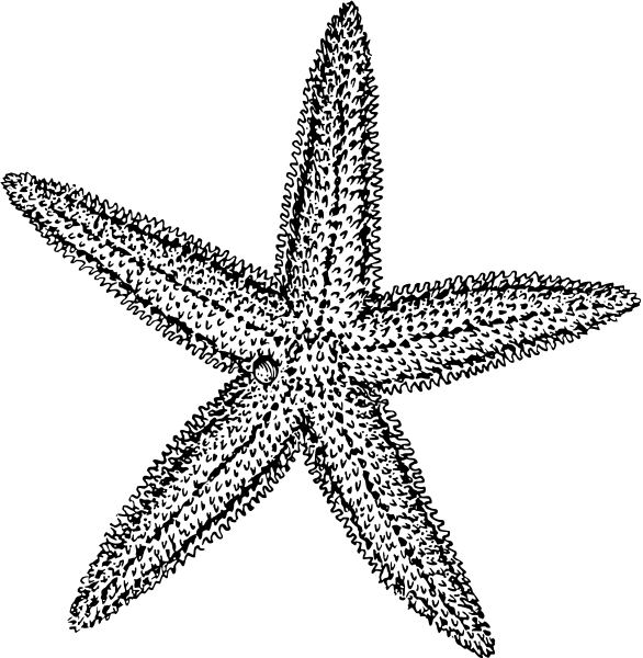 starfish BW