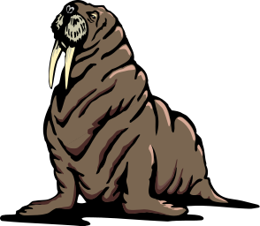 walrus 0