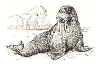 walrus 4