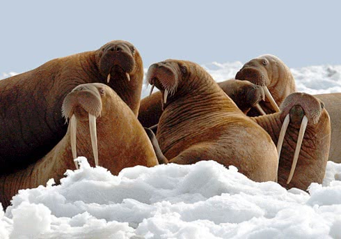 walrus family affair