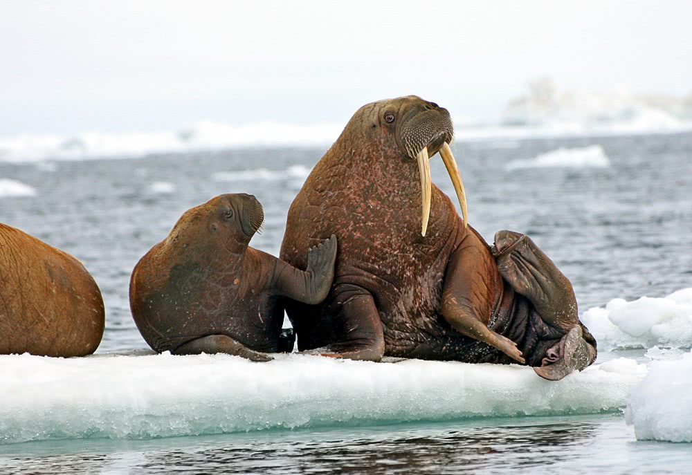 walrus mother w pup