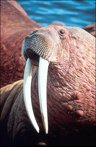 walrus picture