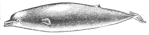 Bairds beak whale  Berardius bairdii