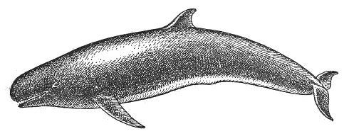 False killer whale  pseudorca crassidens