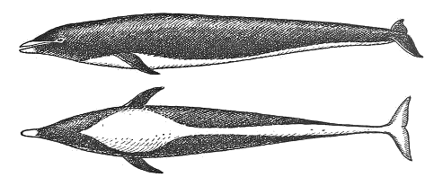 Northern right whale dolphin  Lissodelphis borealis