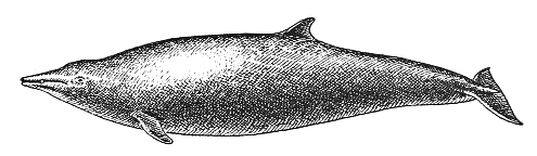 Sowerbys beaked whale  Mesoplodon bidens