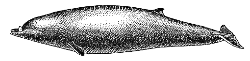 Stejnegers beaked whale  Mesoplodon stejnegeri