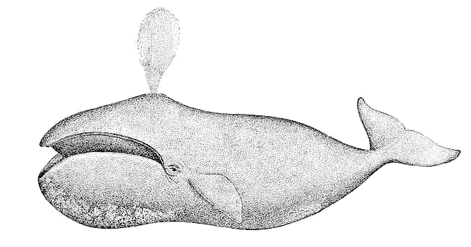 arctic whale  Balaena mysticetus