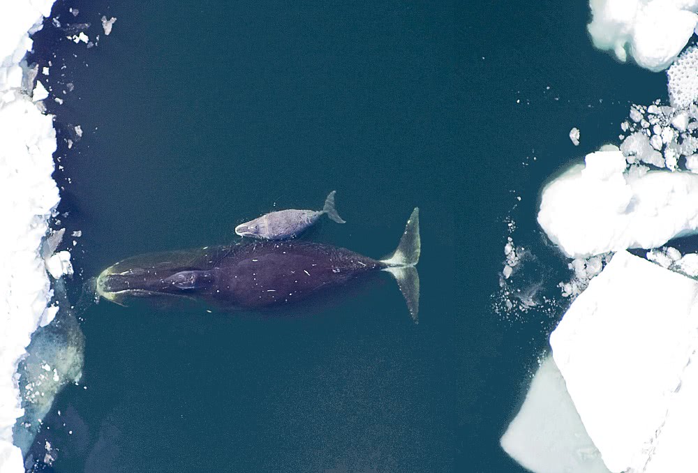 bowhead whale with calf