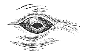 fin whale eye