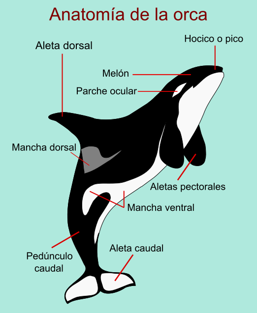 Orca anatomy ES