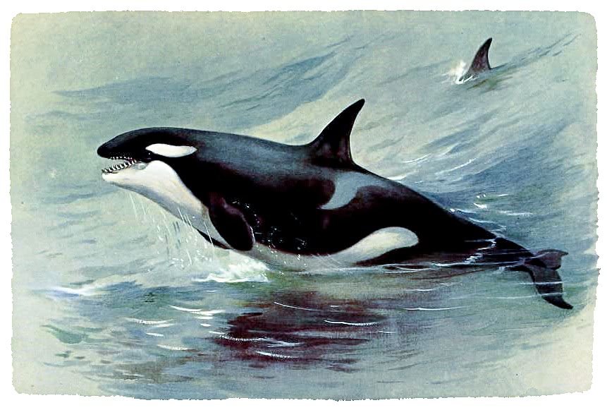 killer whale illustration
