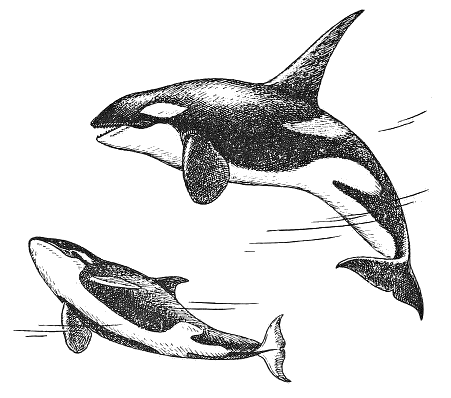 killer whale larger male and female