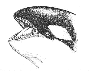 killer whale mouth