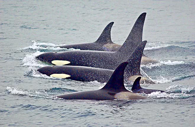killer whales hunting