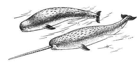 Narwhal male and female