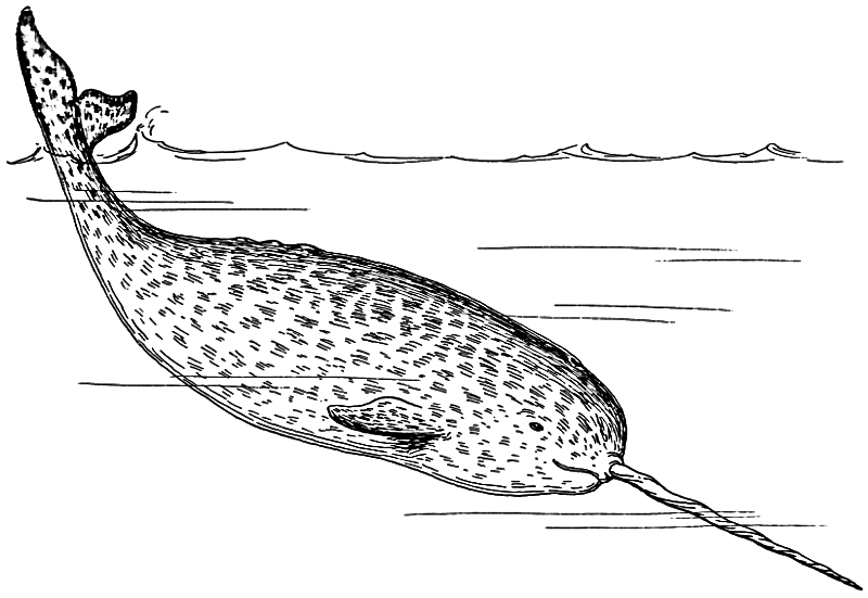 narwhal BW