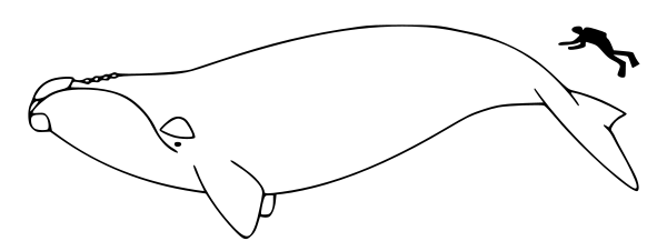 right whale size