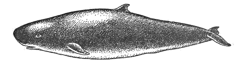 Dwarf sperm whale