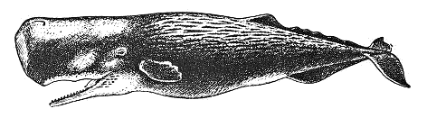Sperm whale sketch