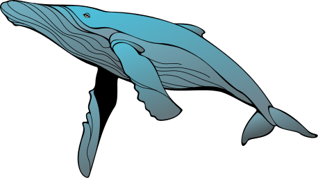 whale 5