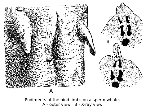 whale hind limb rudiments