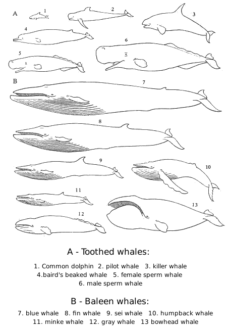 whale sizes