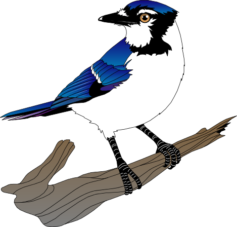 Blue Jay clipart