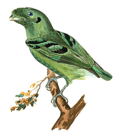 Green Broadbill  Calyptomena viridis