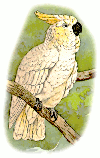 lesser lemon crested cockatoo