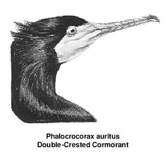 cormorant 2