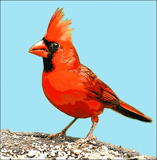 Cardinal color