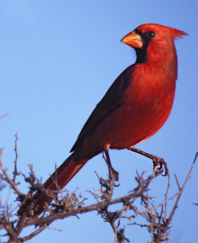 Cardinal male photo
