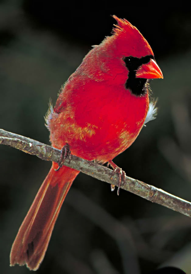 cardinal male on branch