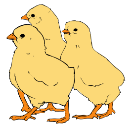 Chicks three